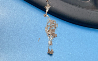 Remove Tree Sap and Bird Droppings from Your Car's Paint in 6 Steps Detailer South Africa.
