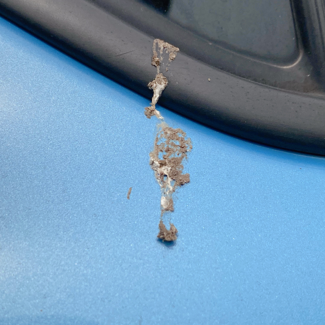 Remove Tree Sap & Bird Droppings from Your Car in 6 Steps – Detailer ...