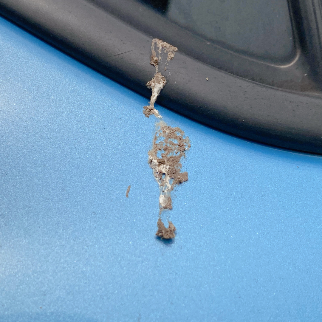 Remove Tree Sap & Bird Droppings from Your Car in 6 Steps